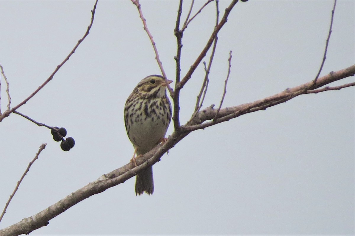 Savannah Sparrow - ML200275921