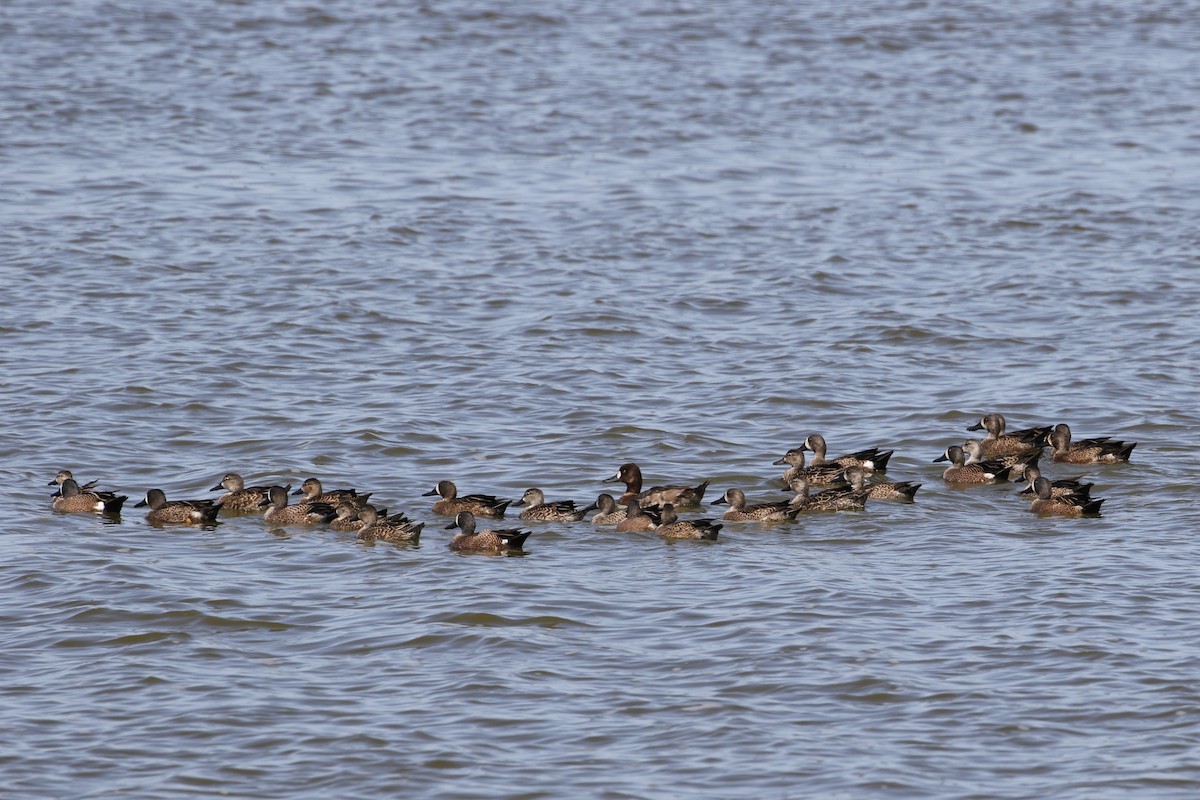 Blue-winged Teal - ML200276731