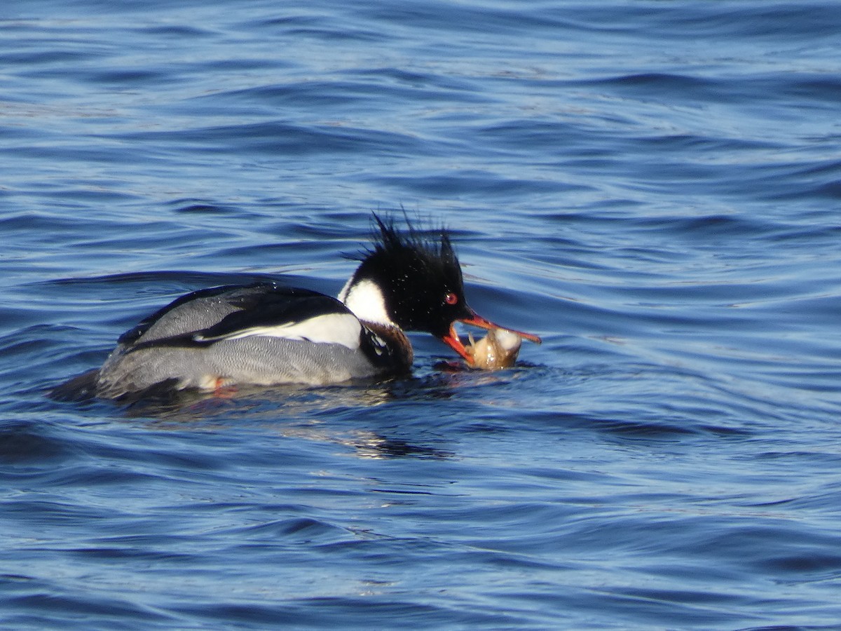 Red-breasted Merganser - Peter Lopriore