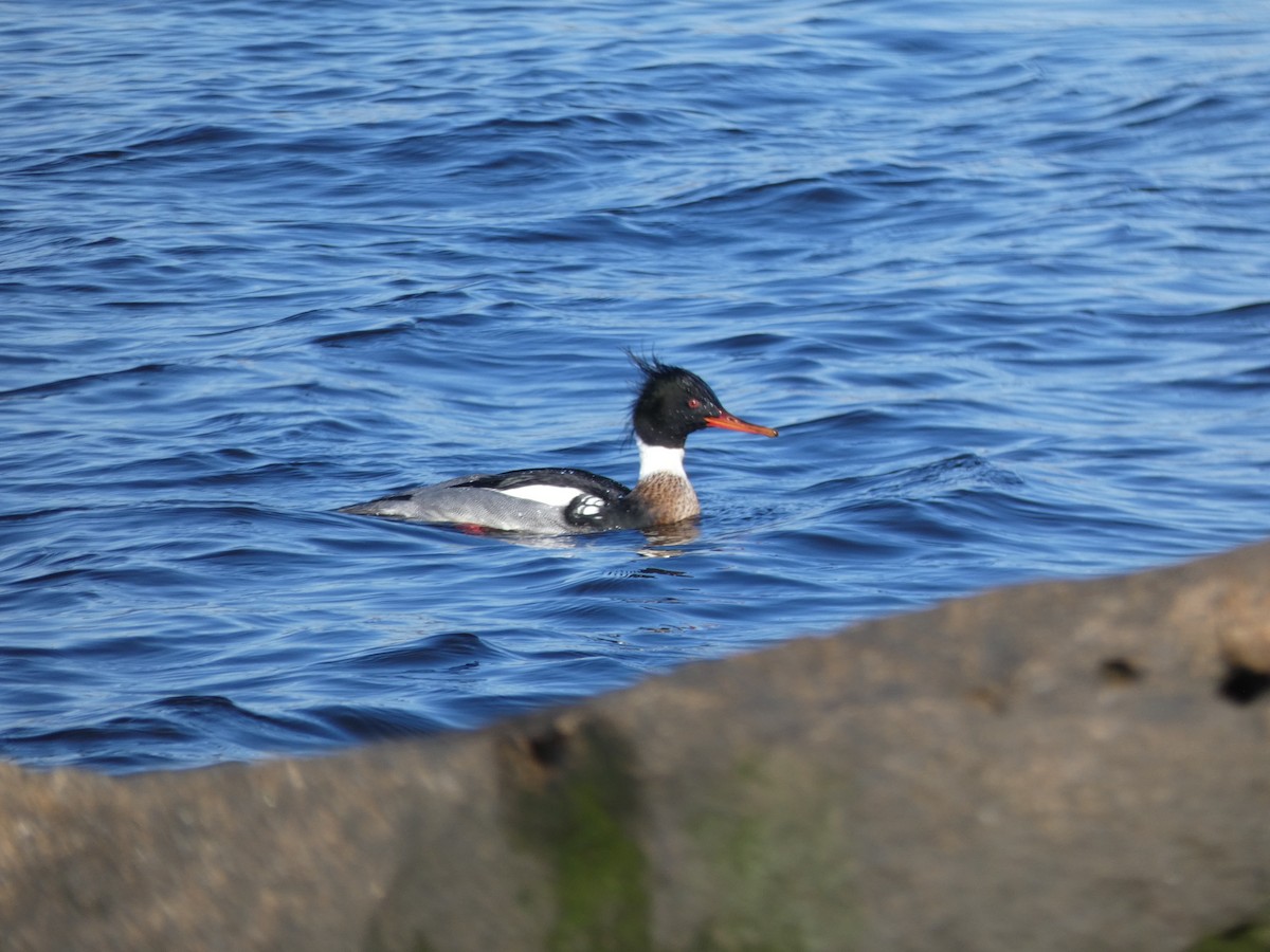 Red-breasted Merganser - Peter Lopriore