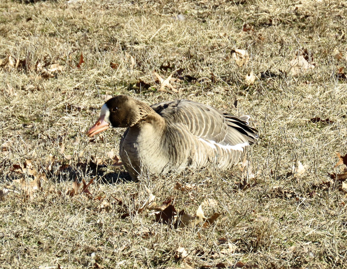 Greater White-fronted Goose - ML200290441
