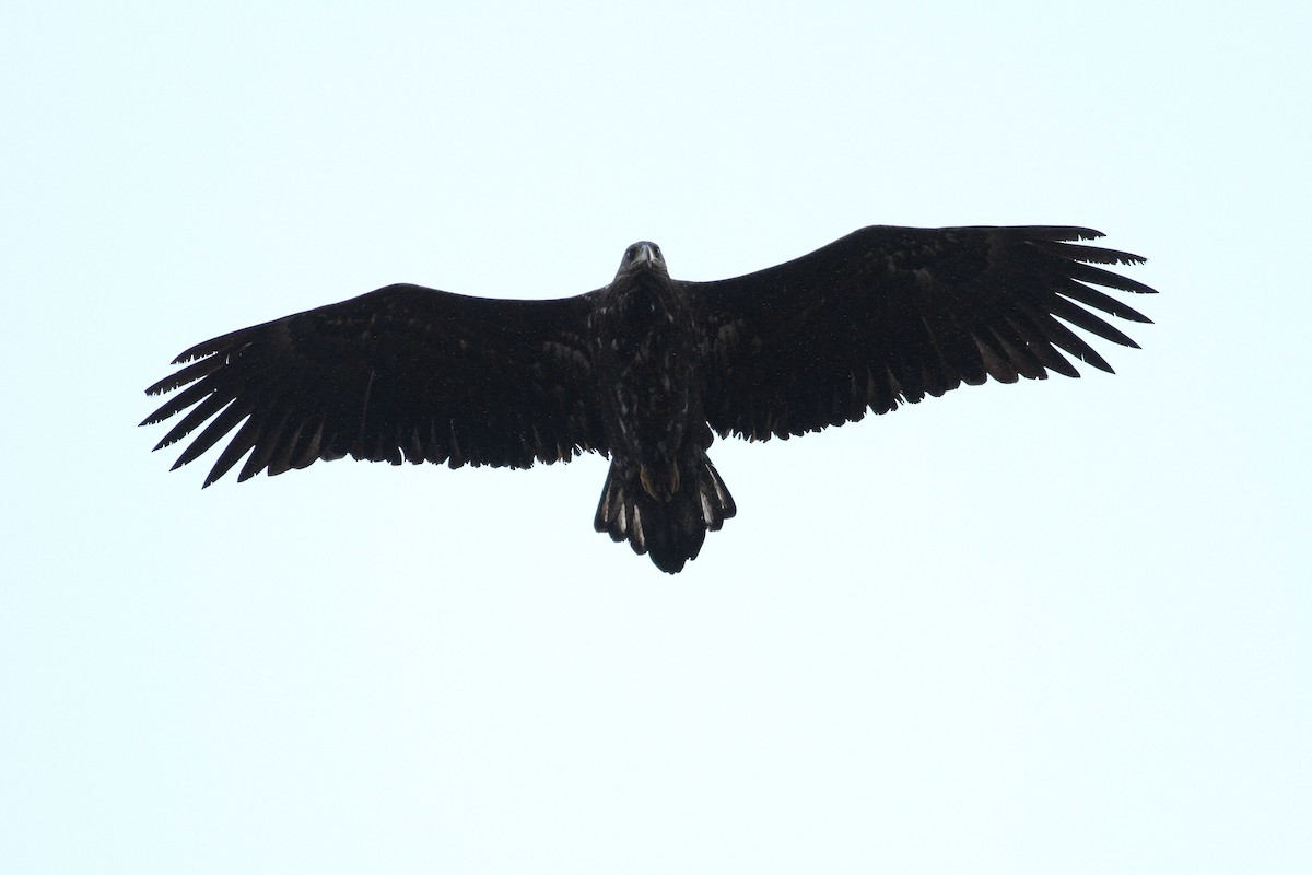 White-tailed Eagle - Arto Keskinen