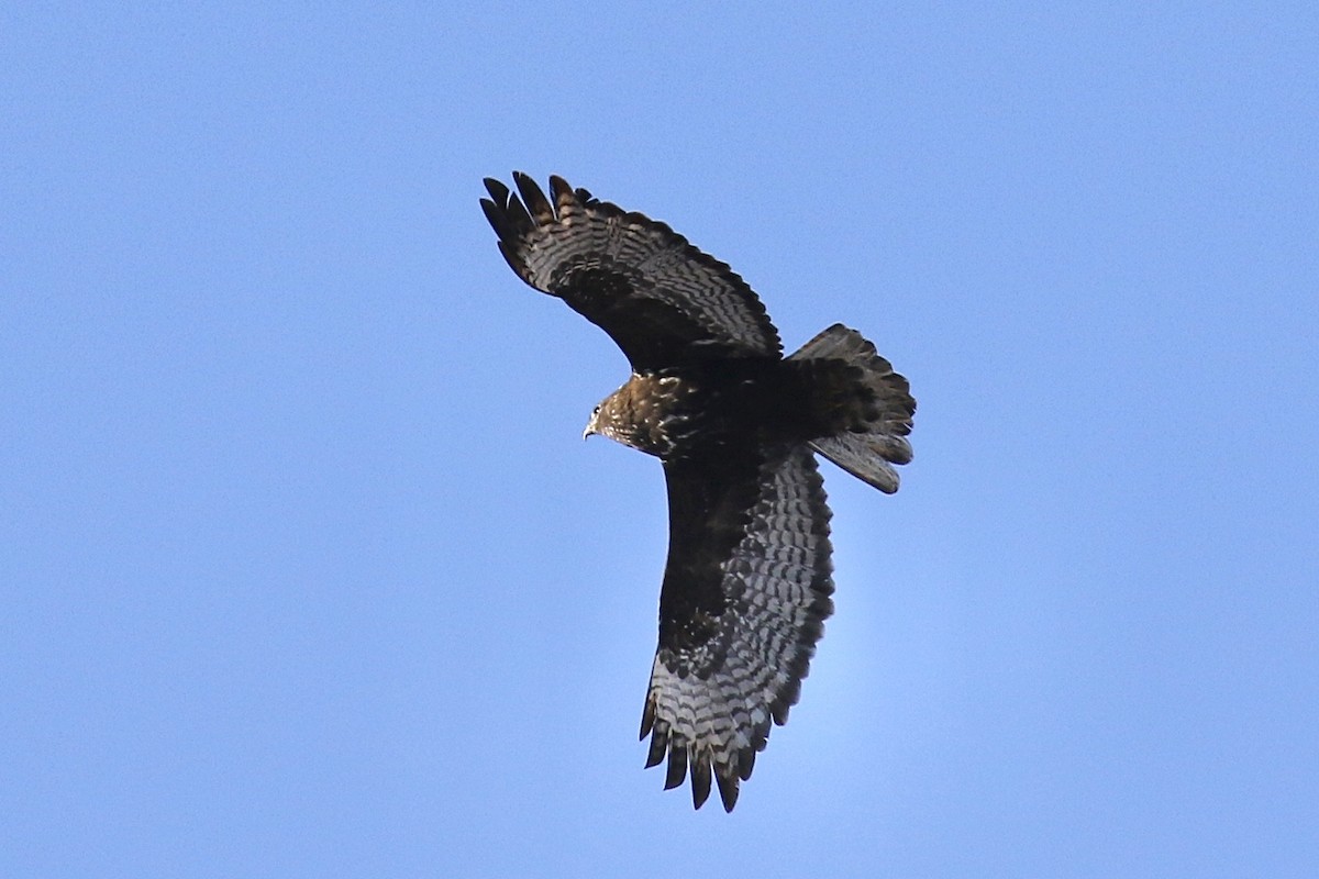 Red-tailed Hawk (Harlan's) - Russ Morgan