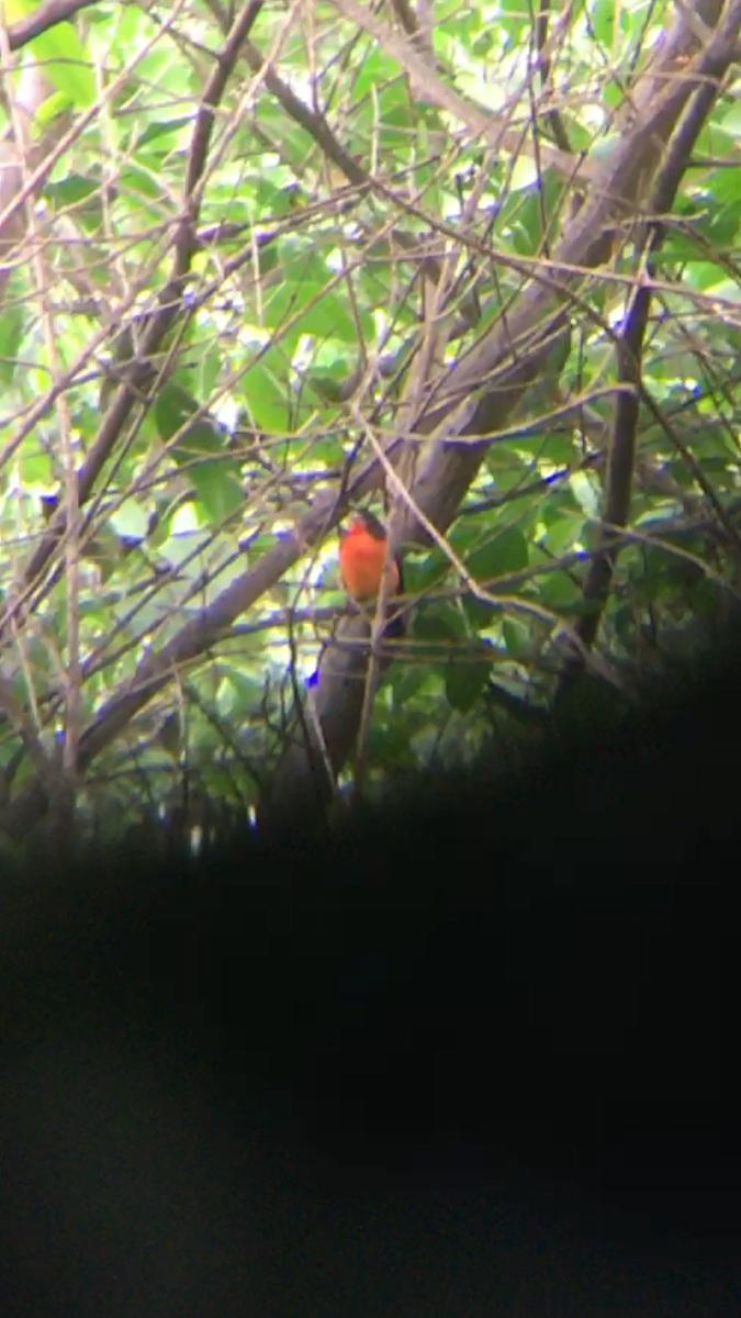 Crimson-breasted Finch - césar antonio ponce