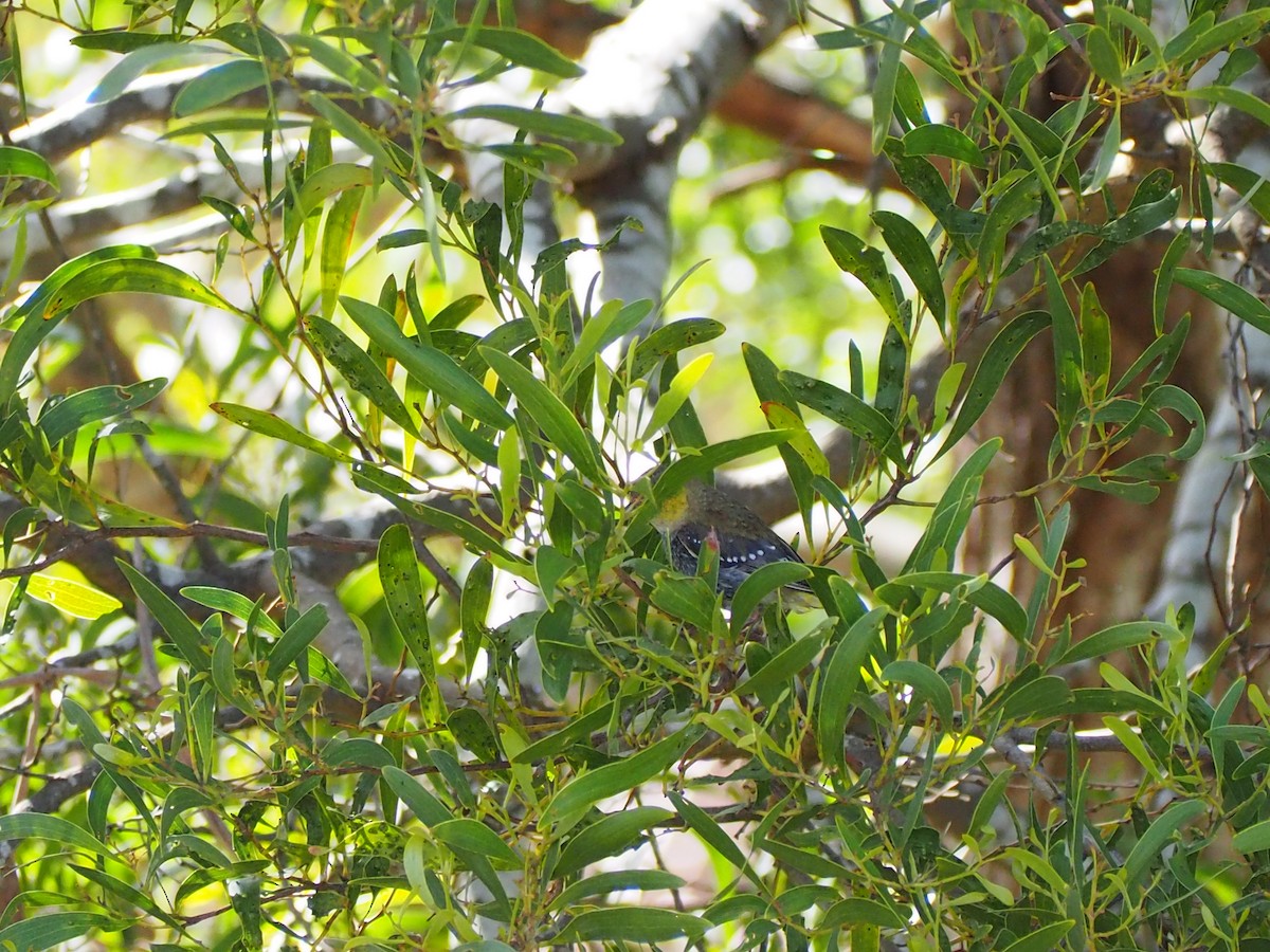 Forty-spotted Pardalote - ML200299291