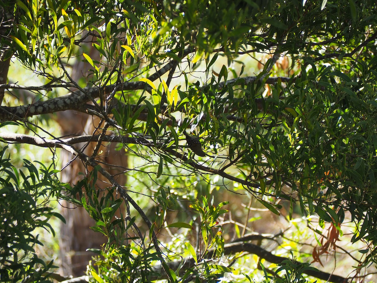 Tasmanya Panterkuşu - ML200299321