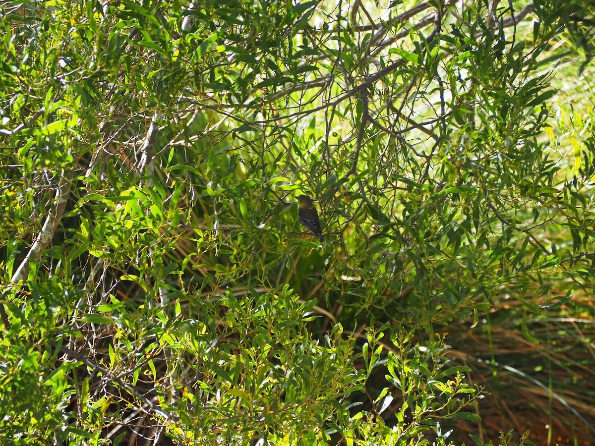 Tasmanpanthervogel - ML200299401