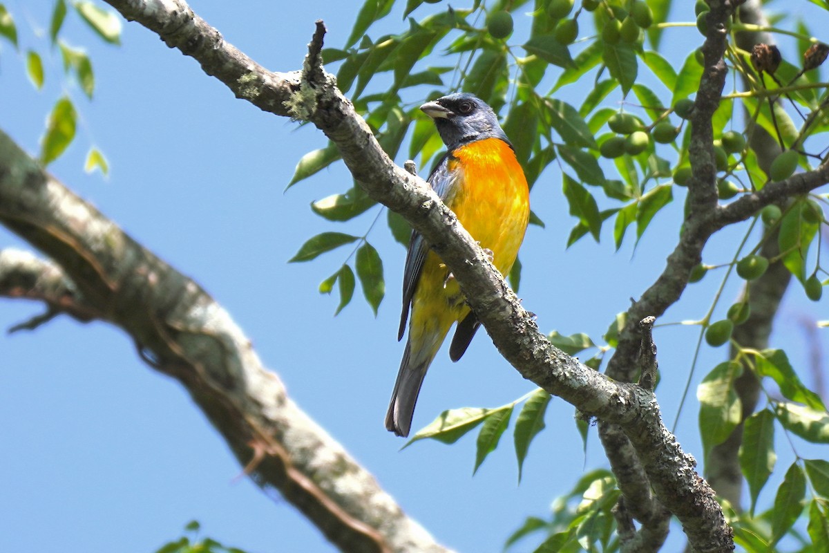 Blue-and-yellow Tanager - ML200300911