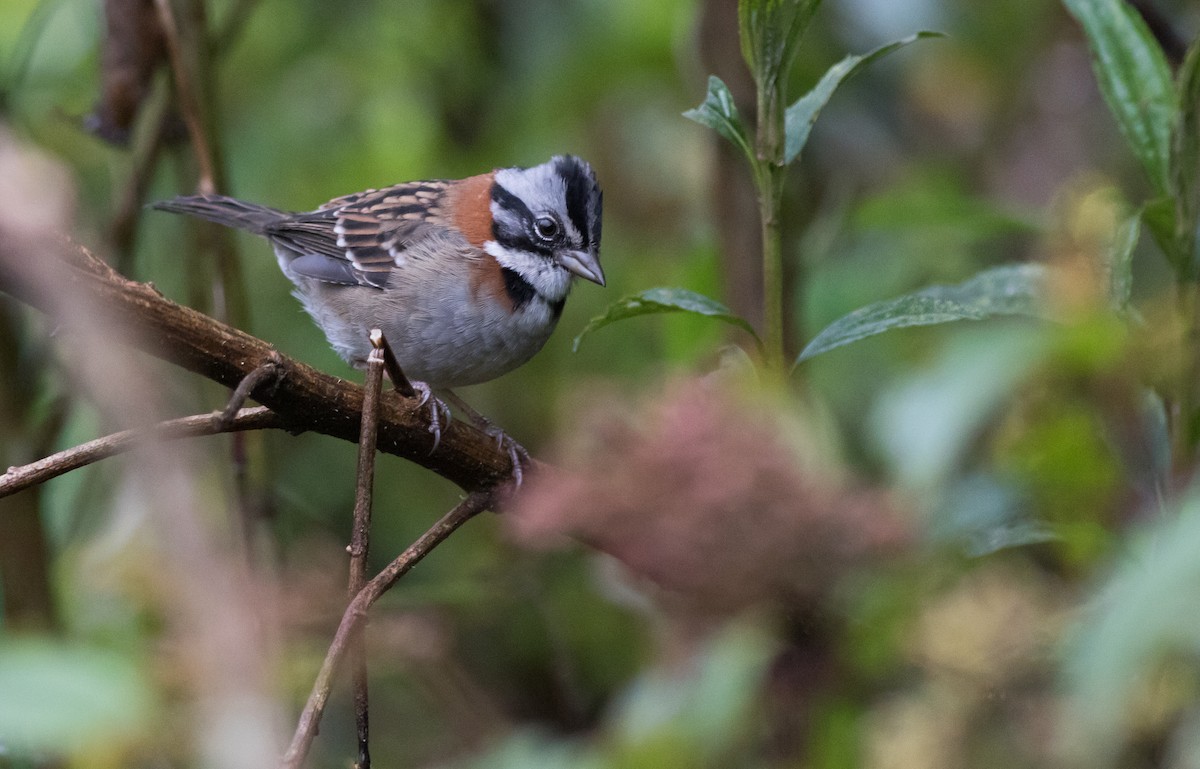 Rufous-collared Sparrow - ML200301961
