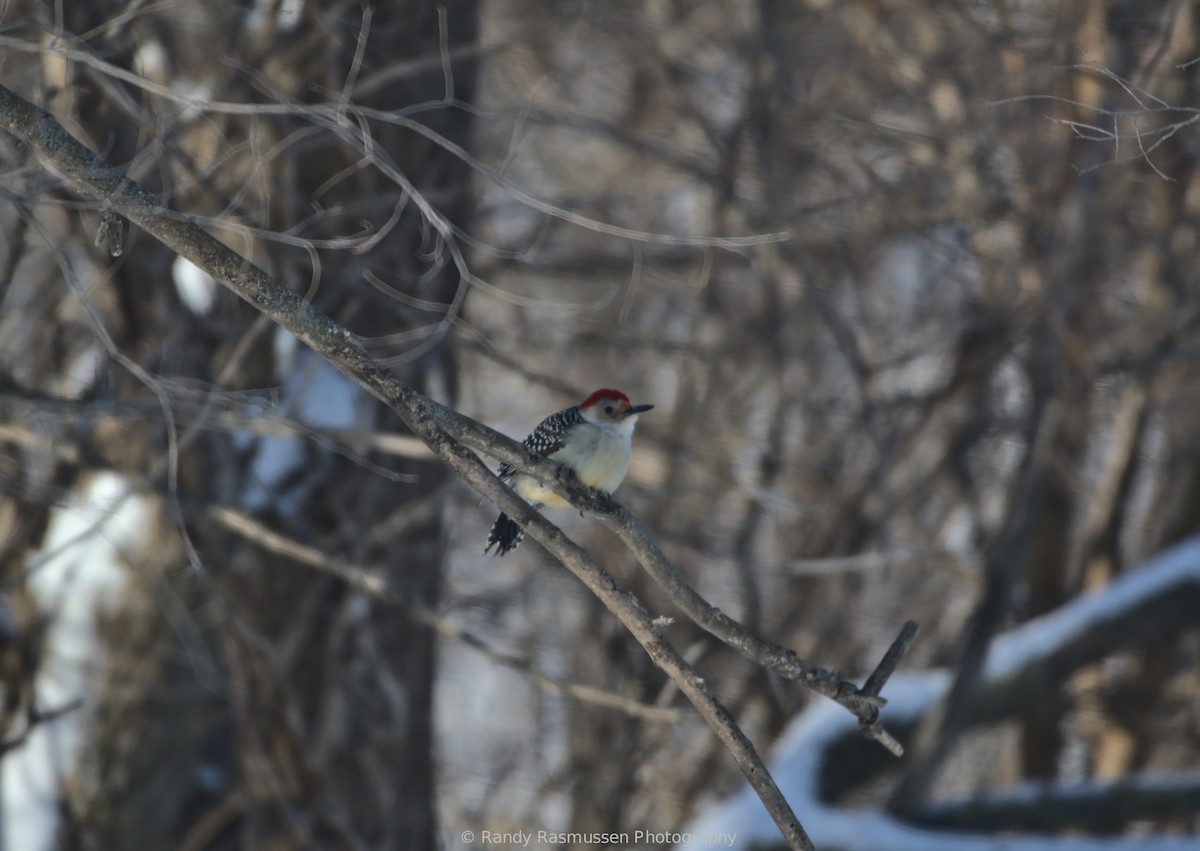 Red-bellied Woodpecker - Randy Rasmussen