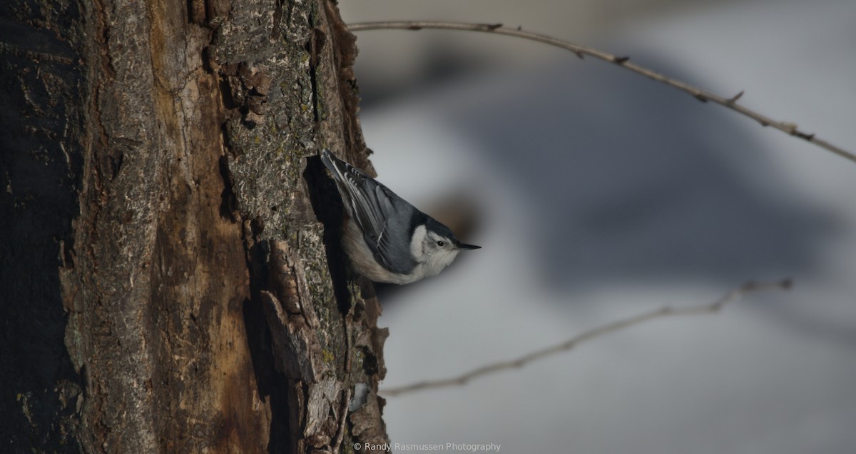 White-breasted Nuthatch - ML200302471