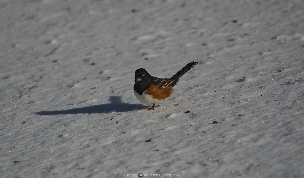 Spotted Towhee - ML200302551