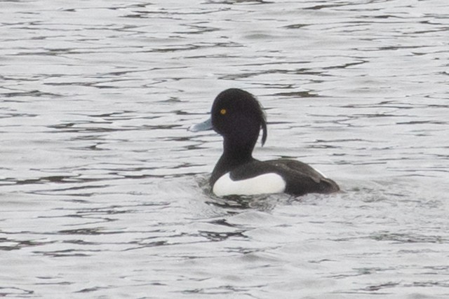 Tufted Duck