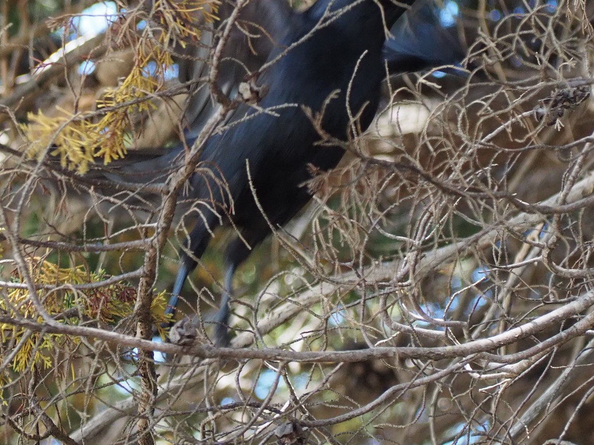 Cuervo de Tasmania - ML200306121