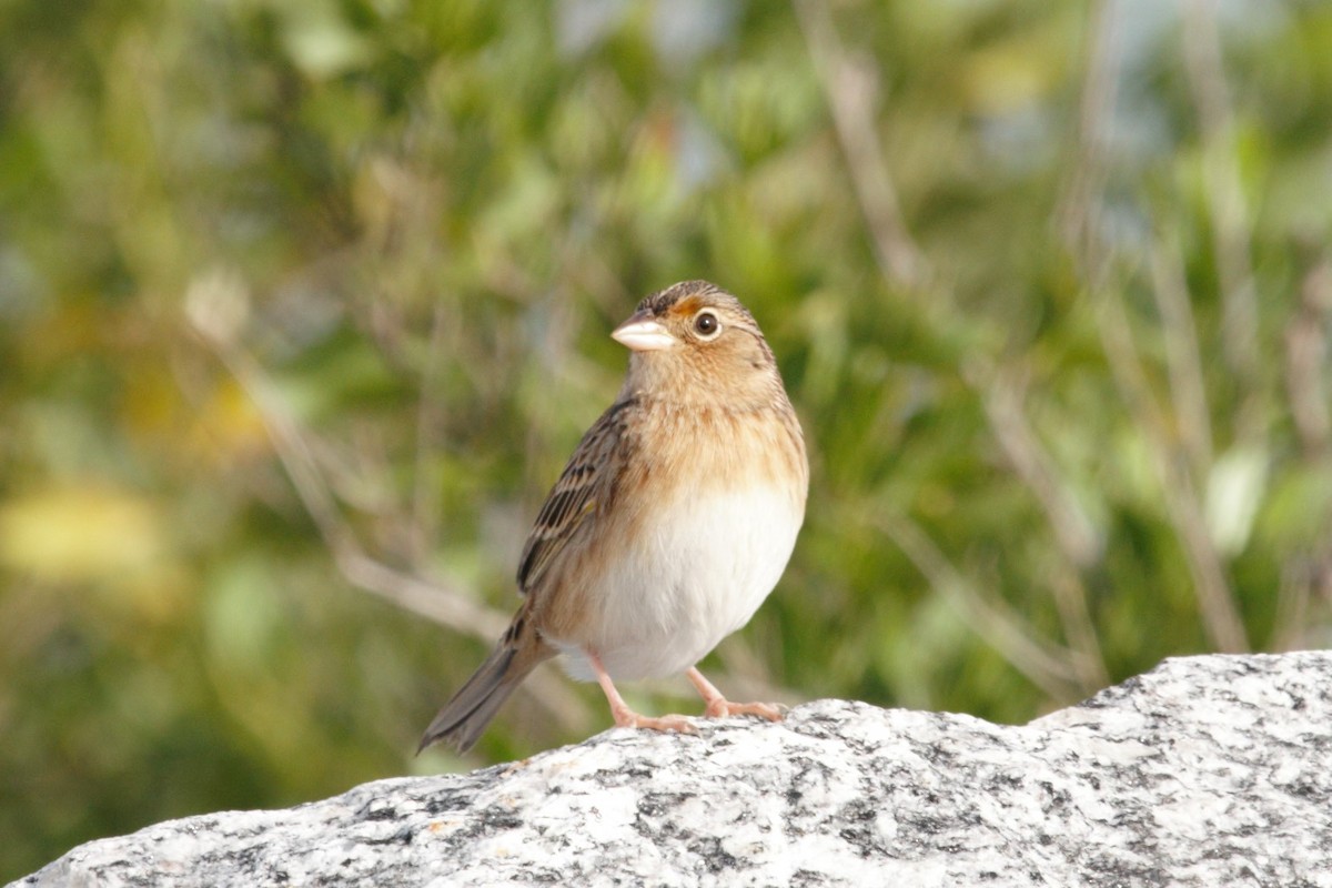 Grasshopper Sparrow - ML200306231