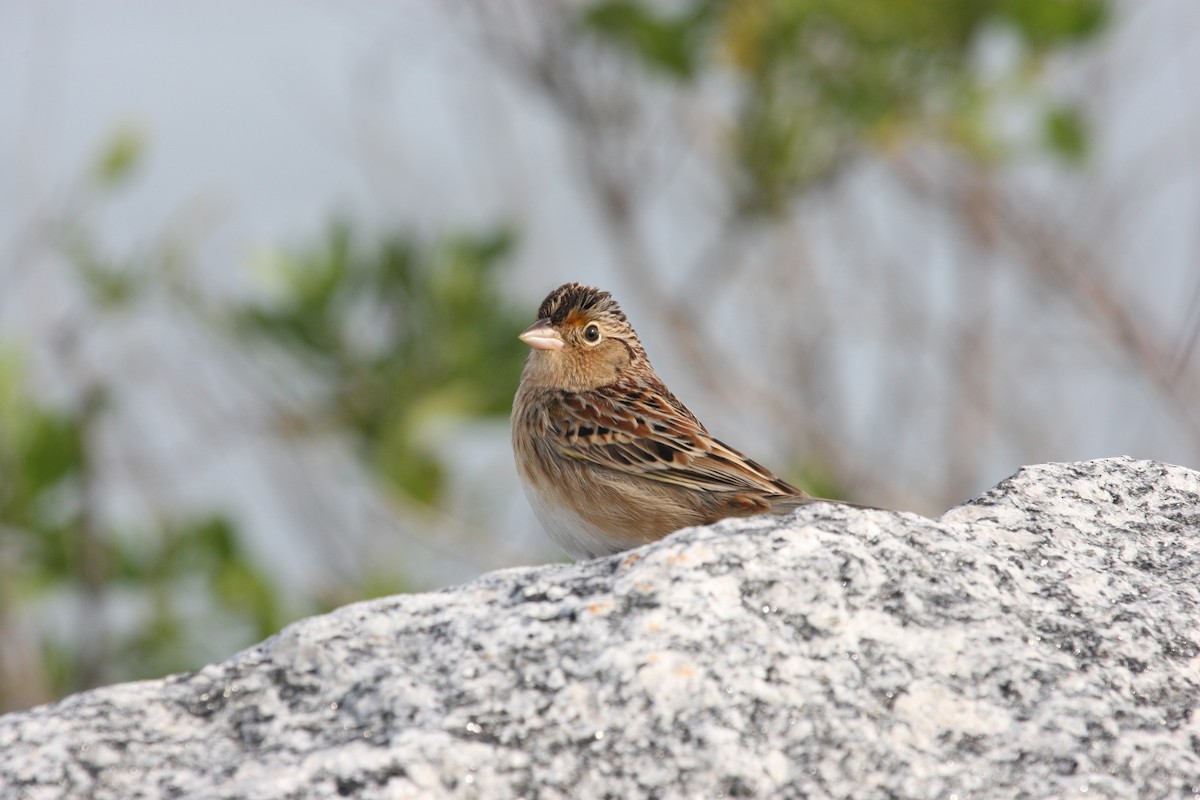 Grasshopper Sparrow - ML200306251