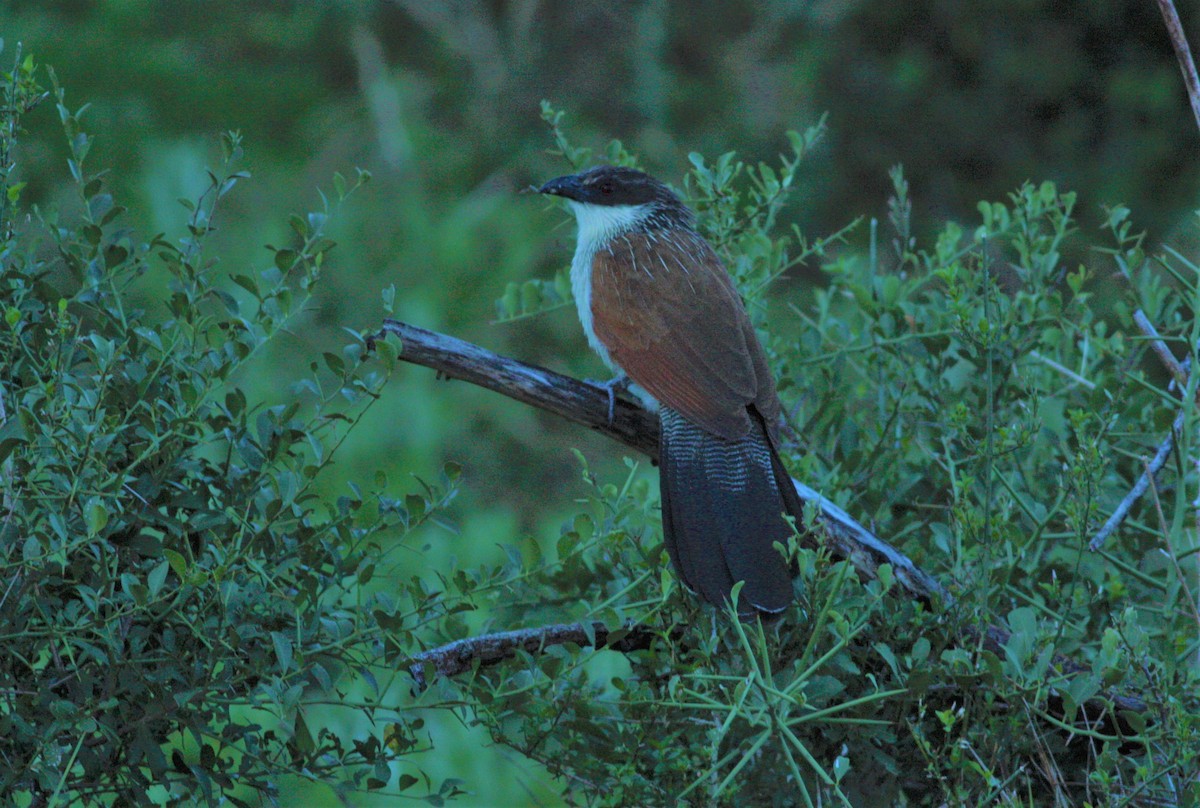 White-browed Coucal (Burchell's) - Jan Harm Wiers