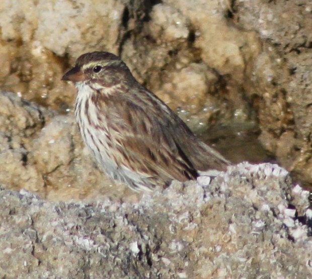 Savannah Sparrow (Large-billed) - ML200312091