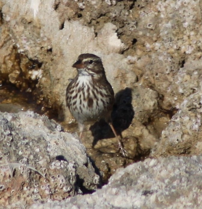 Savannah Sparrow (Large-billed) - Roy Morris