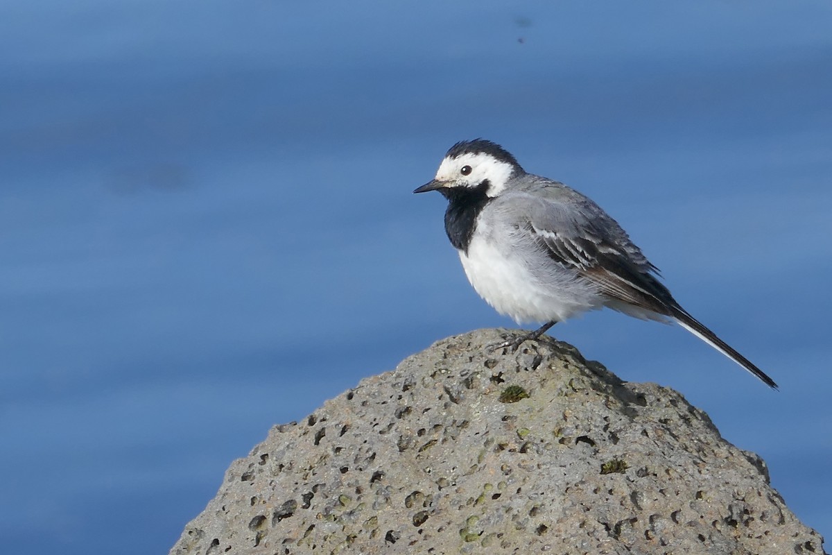 White Wagtail (White-faced) - ML200314051