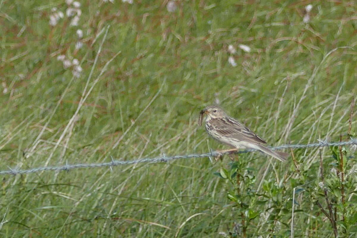 Meadow Pipit - ML200314081