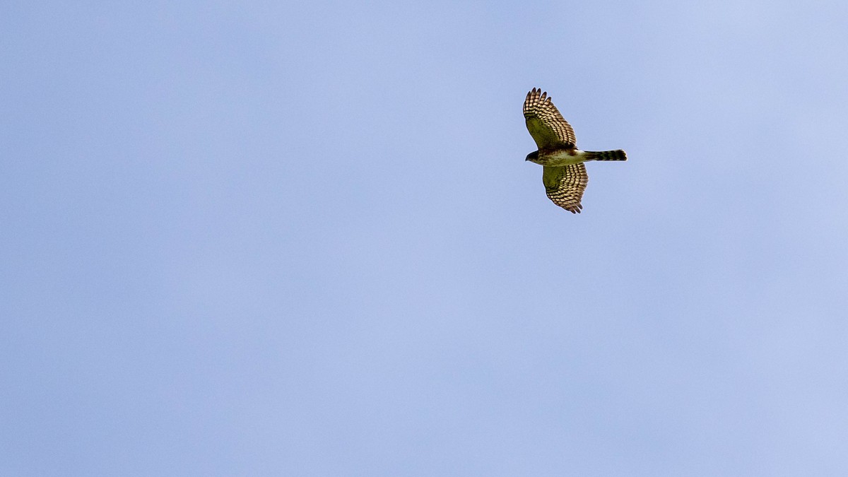 Rufous-breasted Sparrowhawk - Michael Riffel