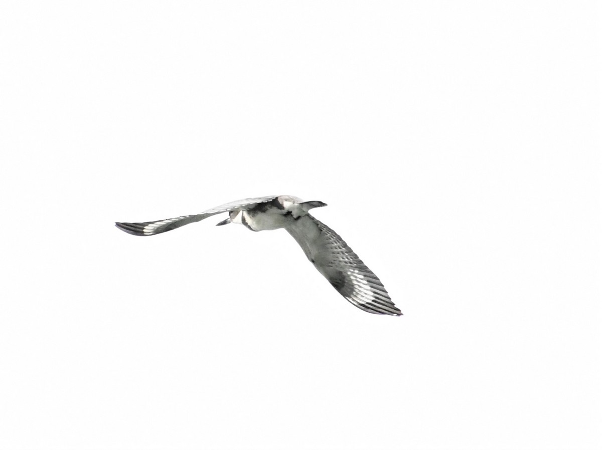 Belted Kingfisher - marco pelletier