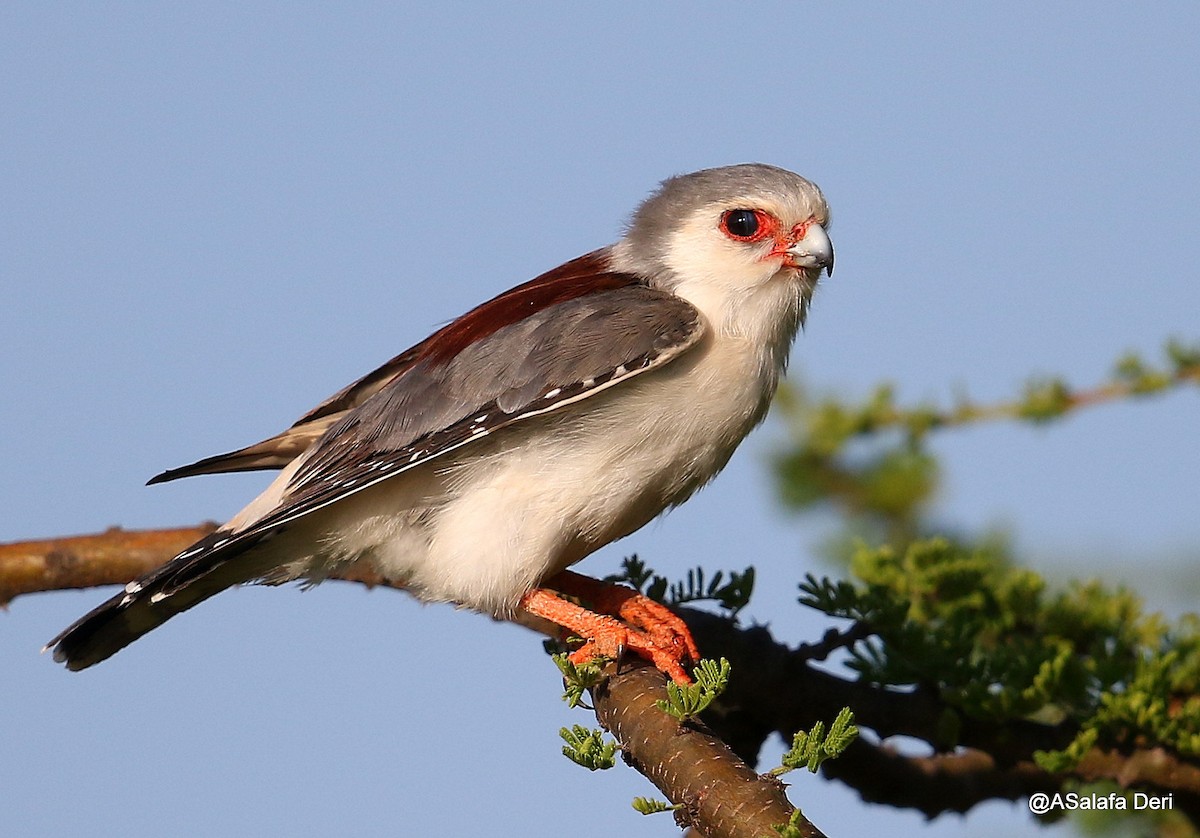 Pygmy Falcon - Fanis Theofanopoulos (ASalafa Deri)