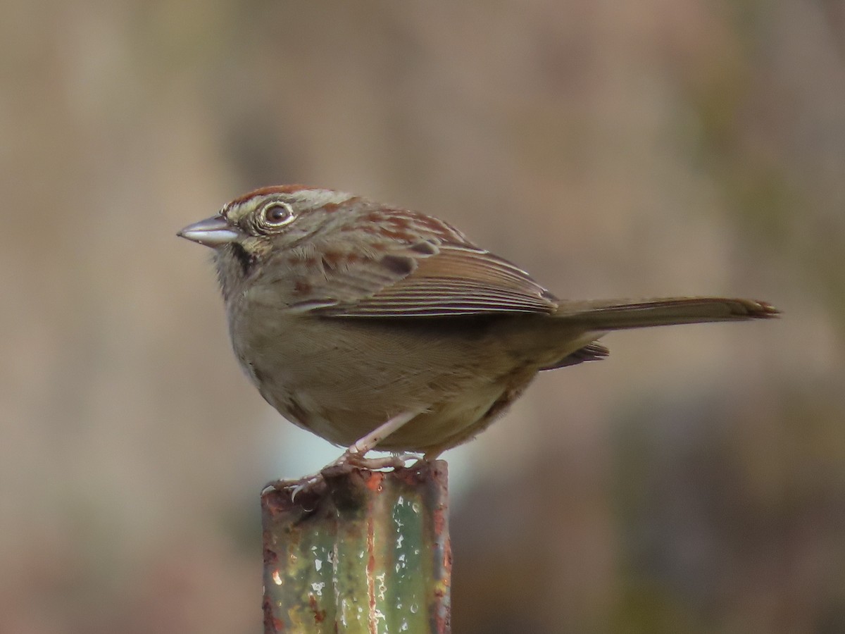 Rufous-crowned Sparrow - Barry Langdon-Lassagne