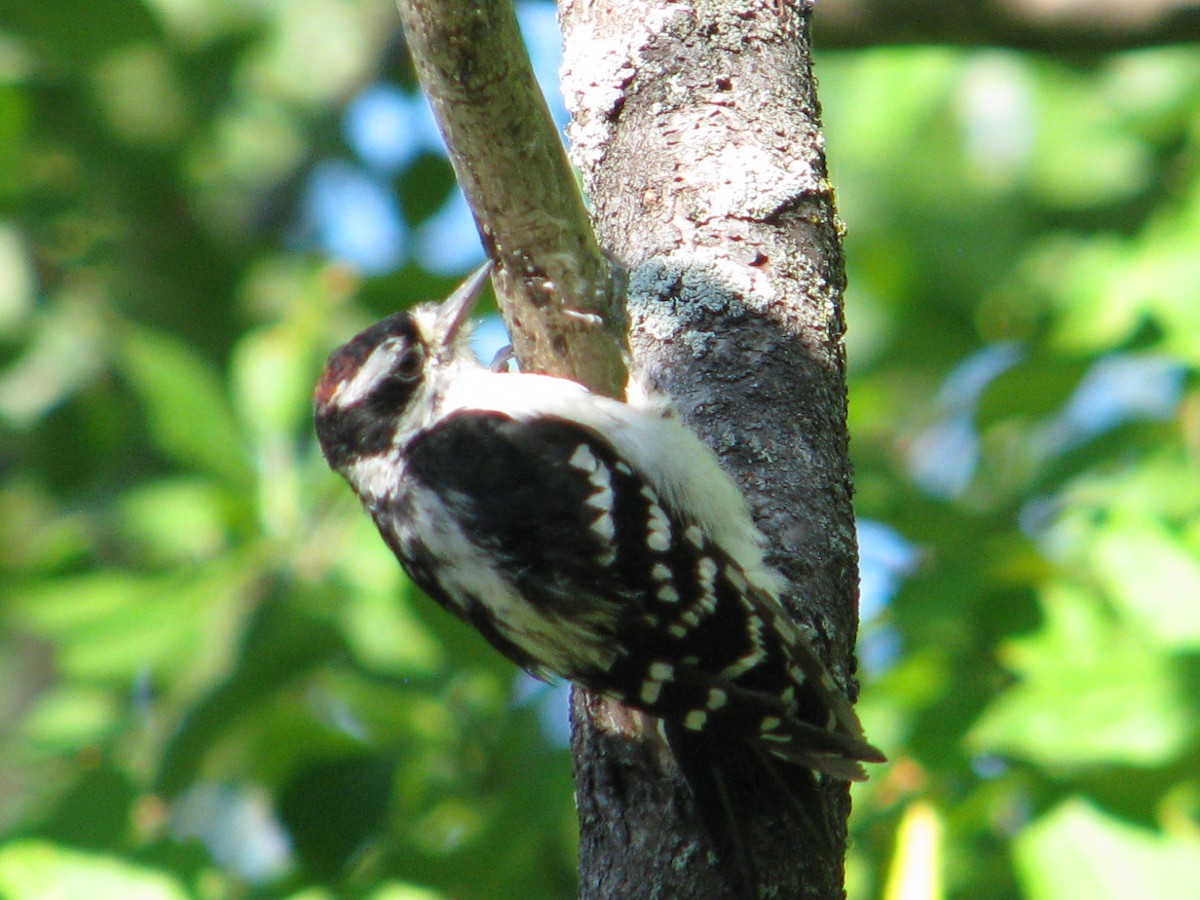 Hairy Woodpecker - marco pelletier