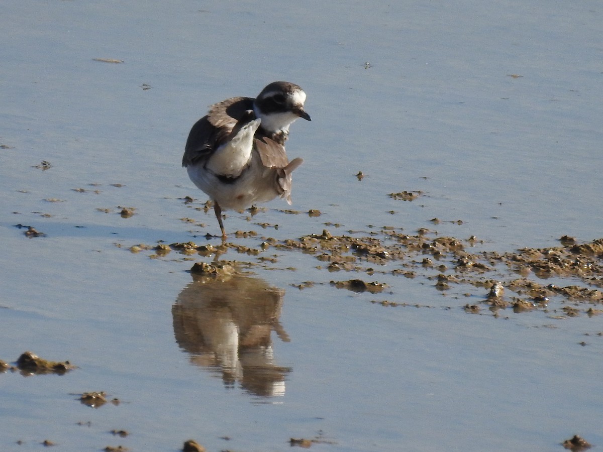 Common Ringed Plover - ML200337691