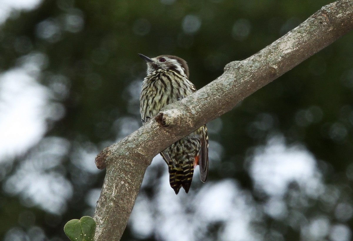 Abyssinian Woodpecker - Pam Rasmussen