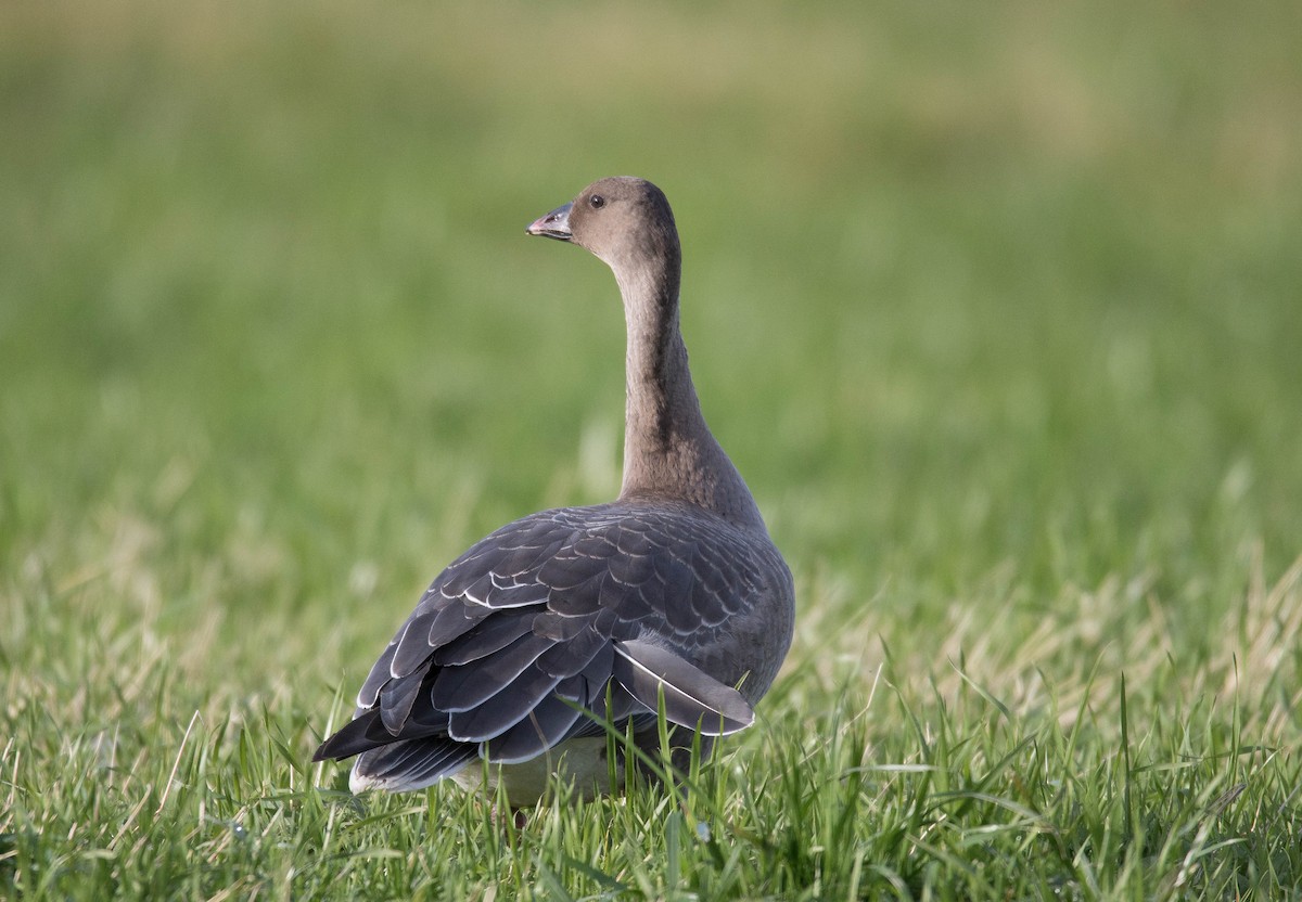 Pink-footed Goose - ML200344231