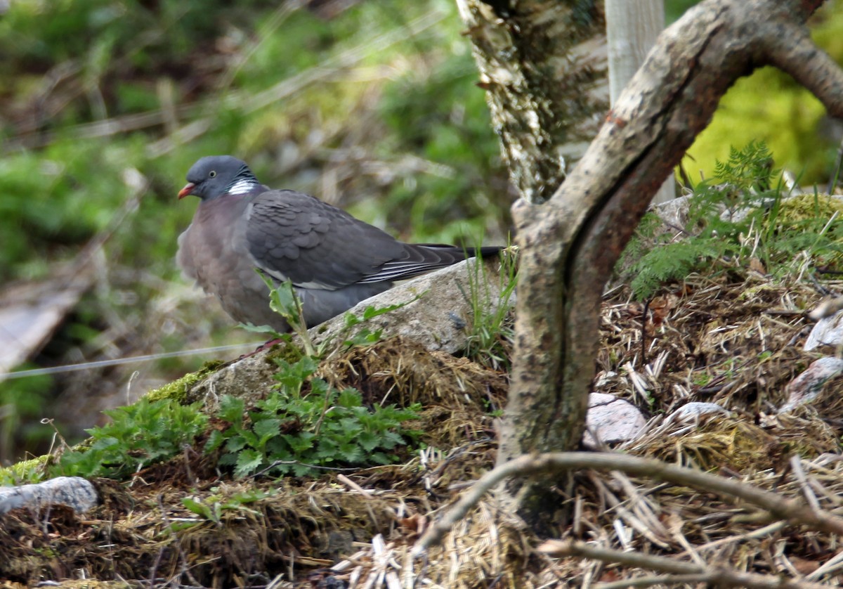 Common Wood-Pigeon - Raymond  Birkelund