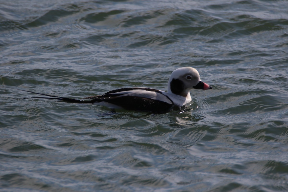 Long-tailed Duck - ML200347481