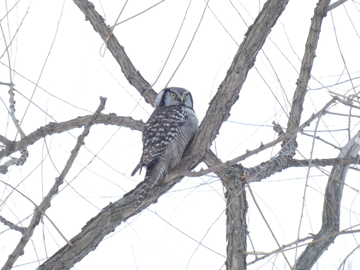 Northern Hawk Owl - ML200350881