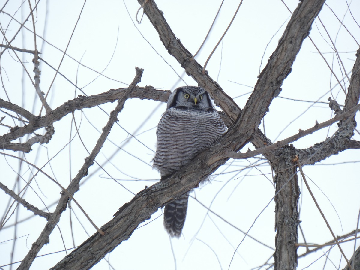 Northern Hawk Owl - ML200350911
