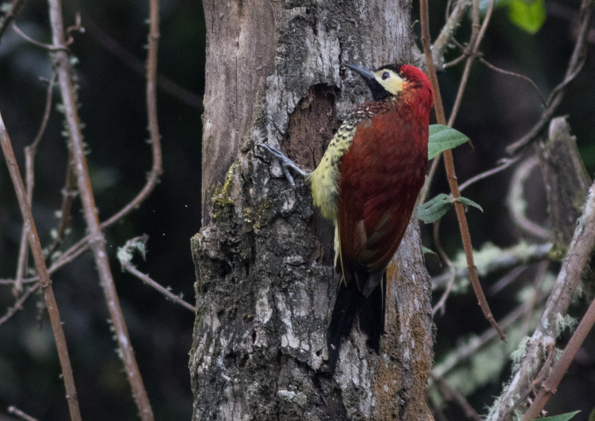 Crimson-mantled Woodpecker - ML200351911