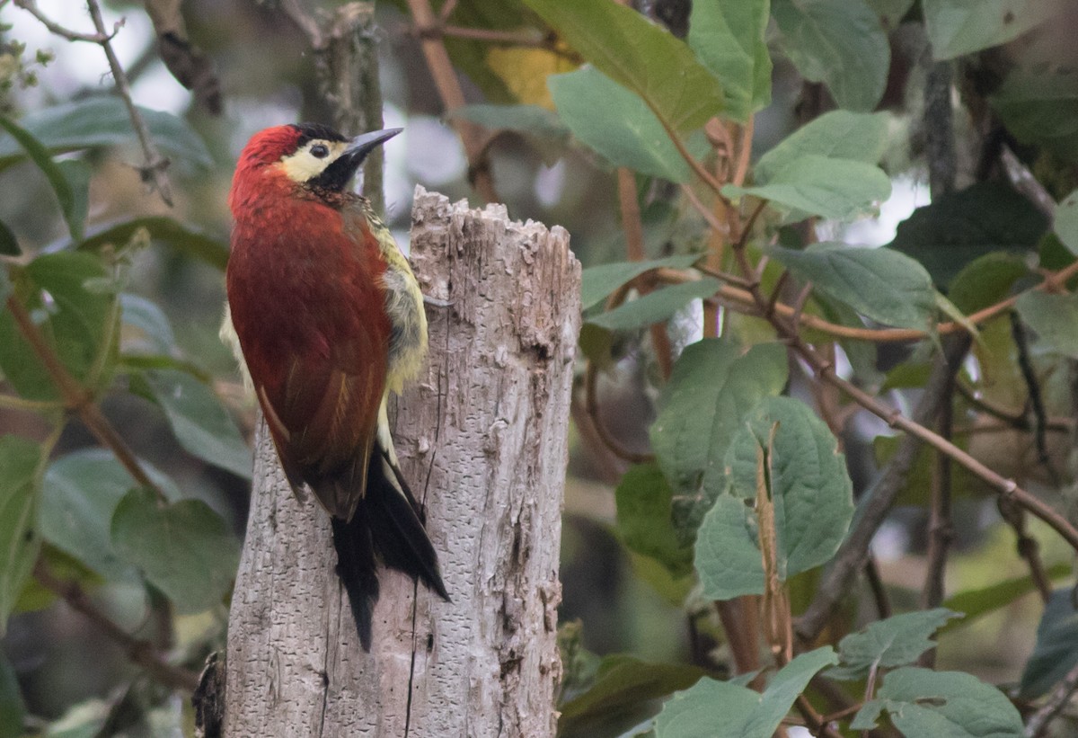 Crimson-mantled Woodpecker - ML200351921