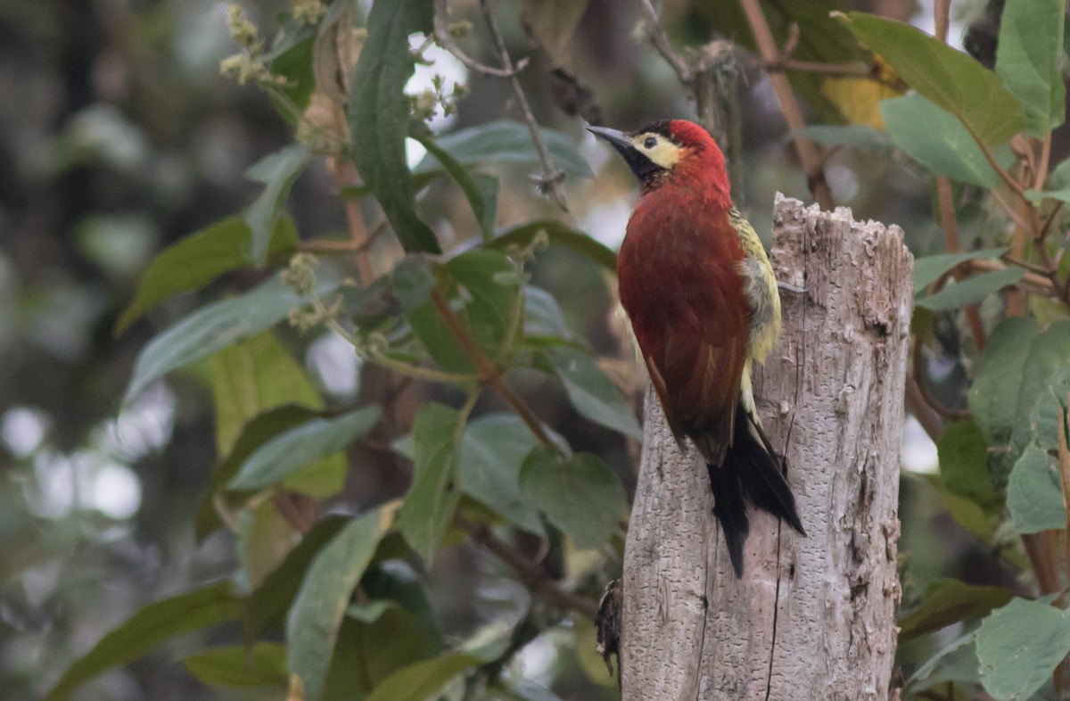 Crimson-mantled Woodpecker - ML200351931