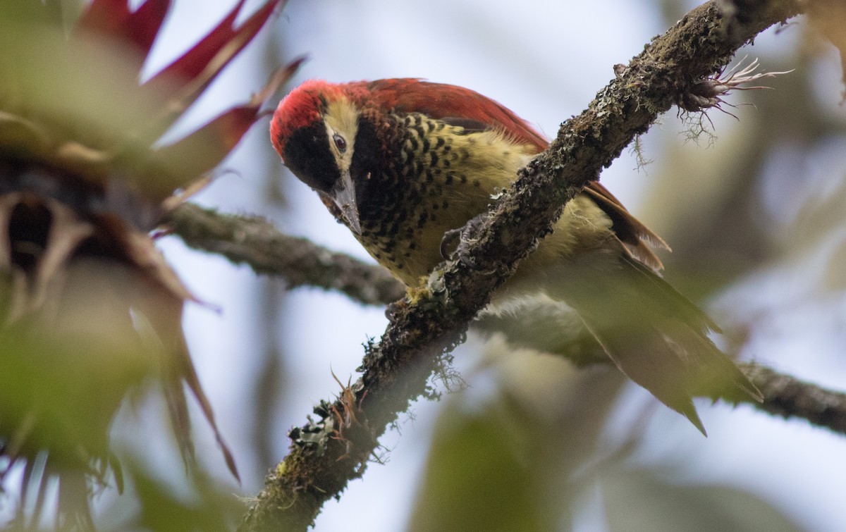 Crimson-mantled Woodpecker - ML200351951