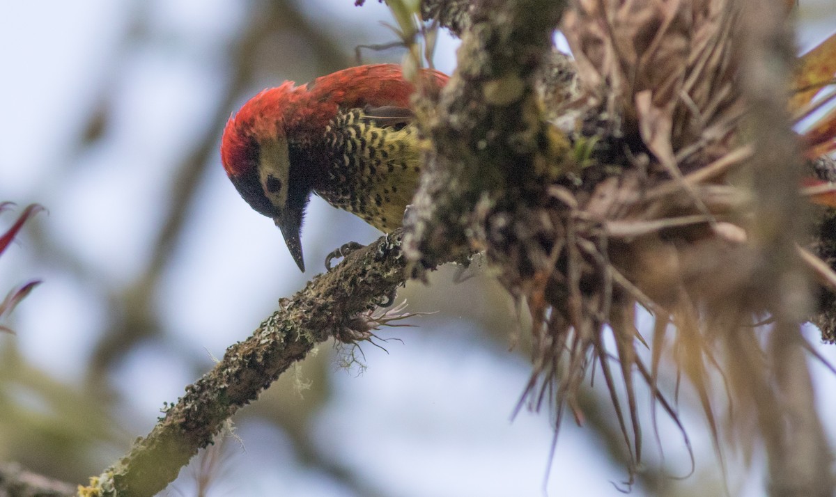Crimson-mantled Woodpecker - ML200351961