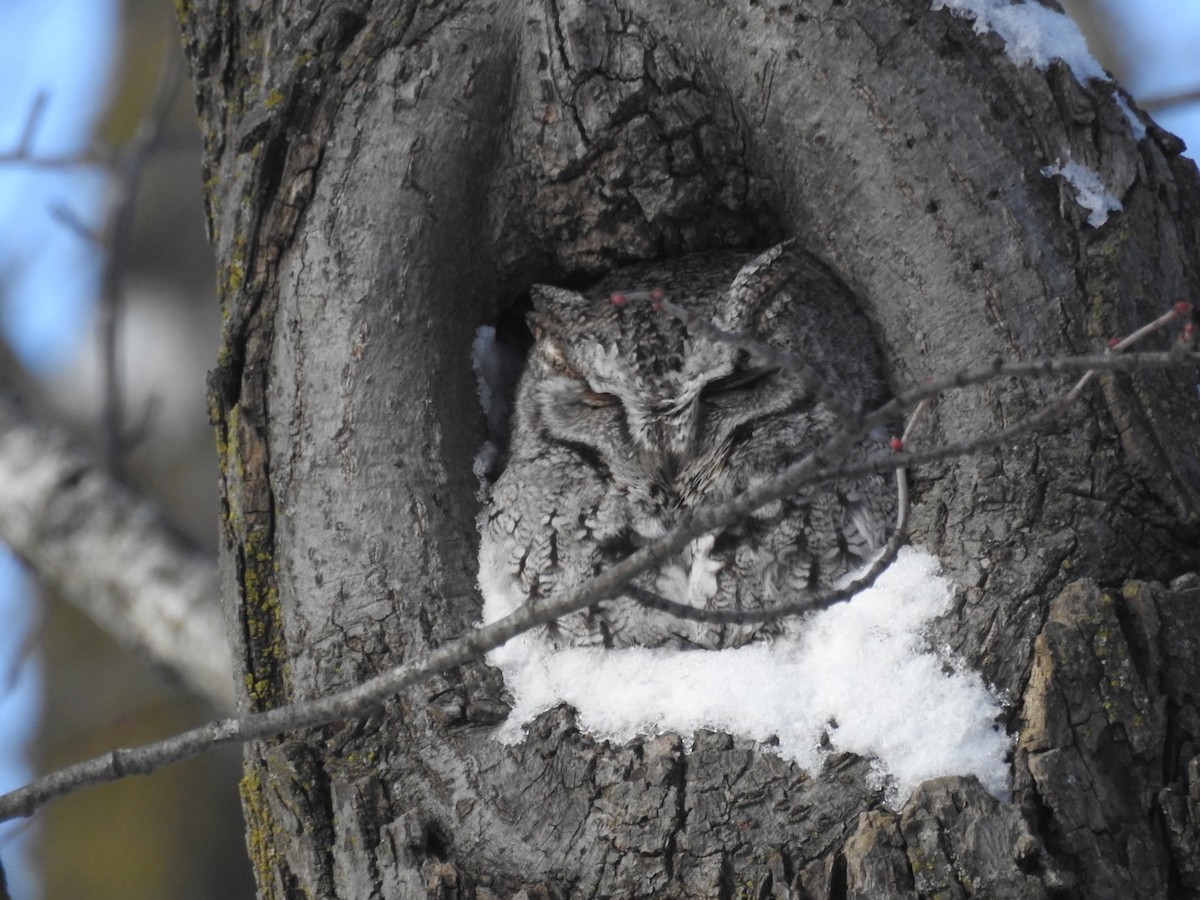 Eastern Screech-Owl - Jack Coulter