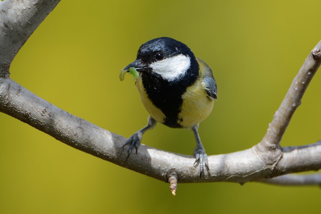 The great tit taking a bath, The Great Tit (Parus major) is…