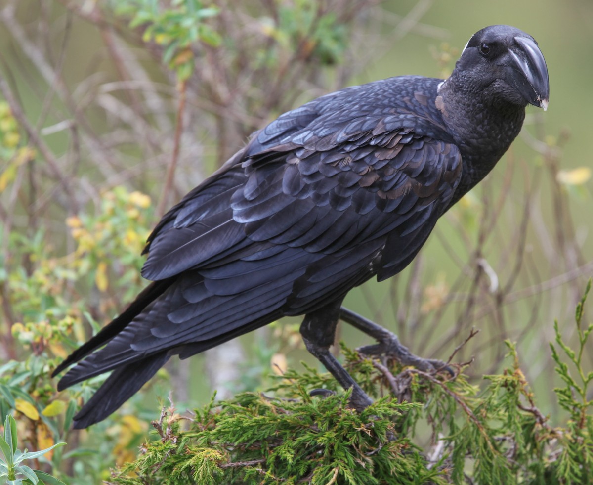 Thick-billed Raven - ML200356621