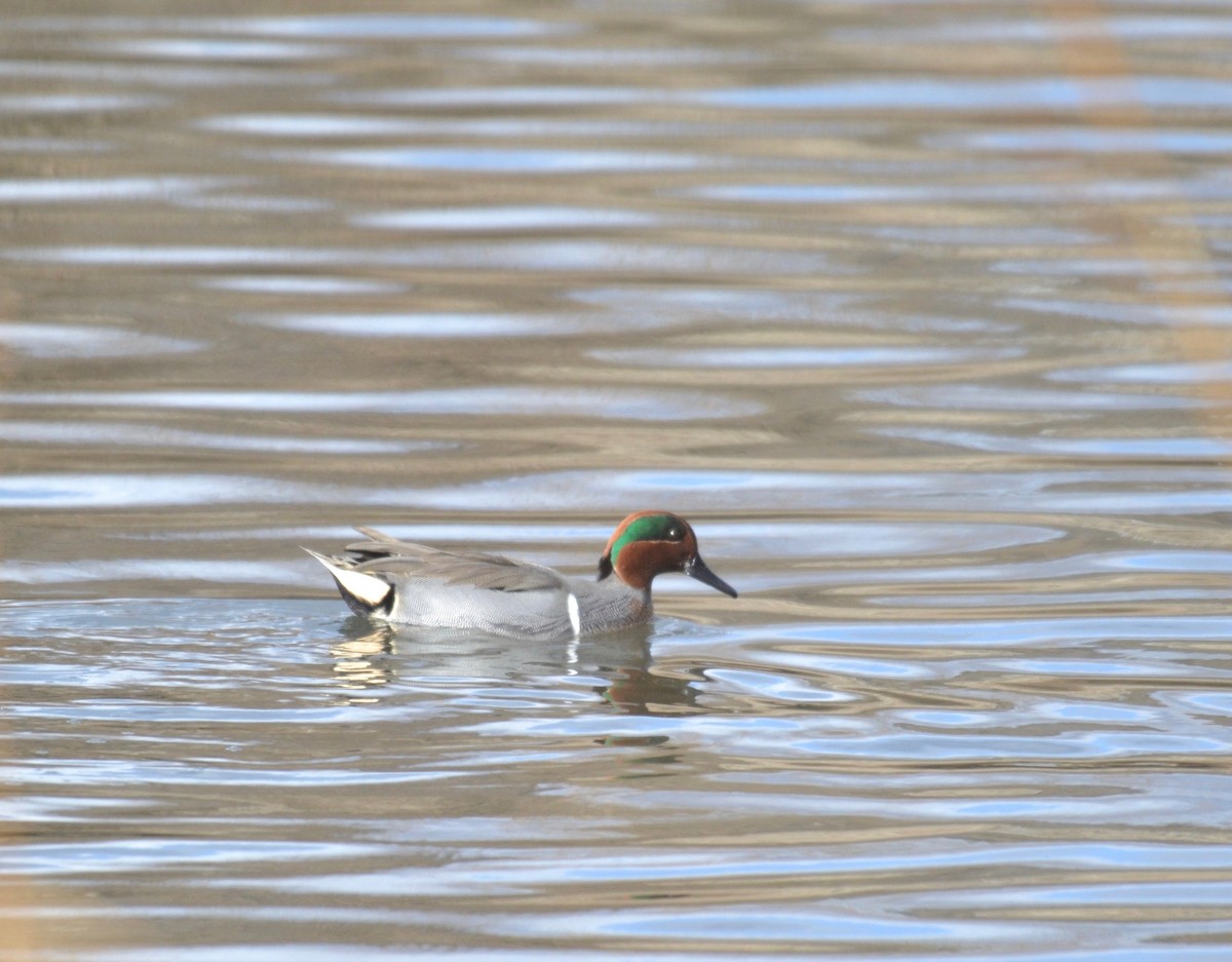 Green-winged Teal - ML200358651