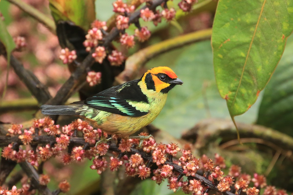 Flame-faced Tanager (Yellow-faced) - ML200372211