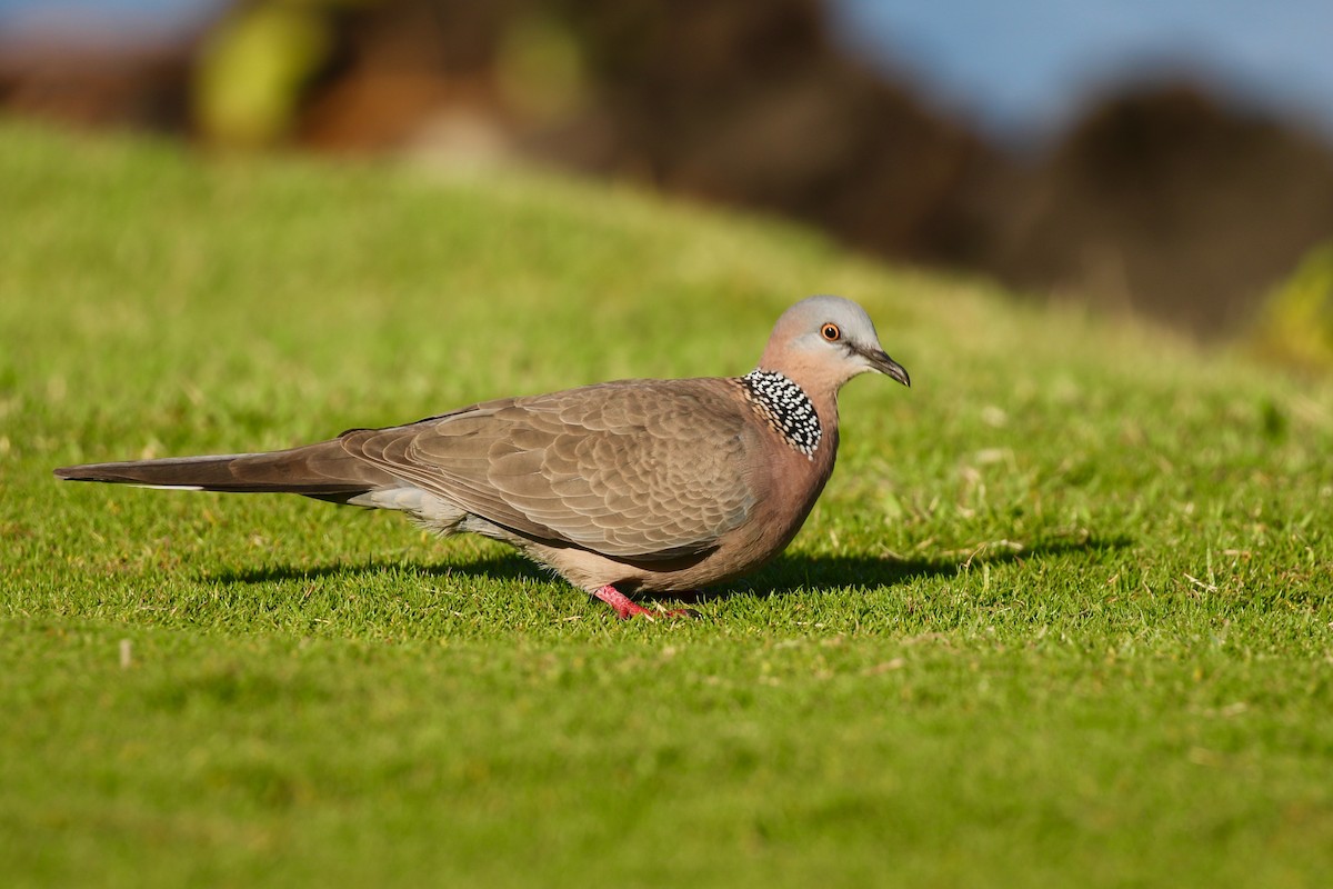 Spotted Dove - Eric Gustafson
