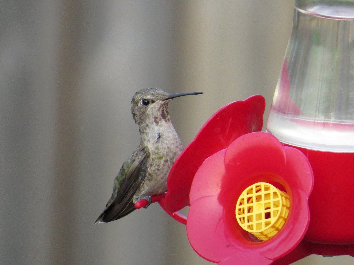 Anna's Hummingbird - Asher  Warkentin