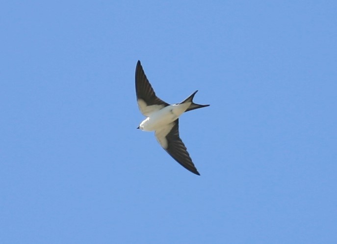 Bahama Swallow - ML200378001